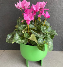 Load image into Gallery viewer, Midi Planter
